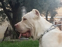 cane corso italian mastiff head